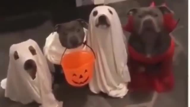 Lovely dogs dressed up for Halloween 🎃 | wholesome videos.