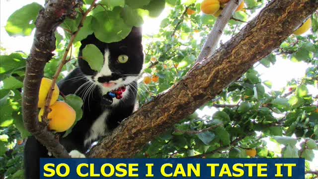 Black and White Kitten Has Developed a Taste for Fresh Apricots