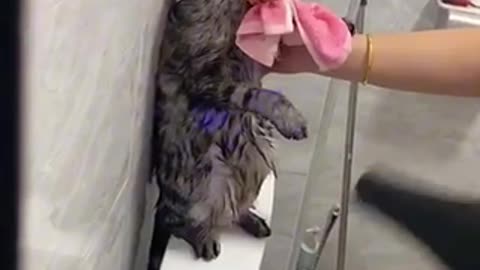Amazing video