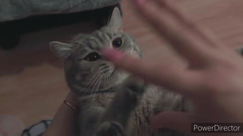 A cute cat 🐱 video.