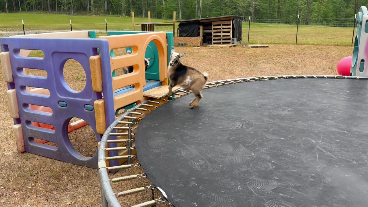 Happy Goats on a Trampoline