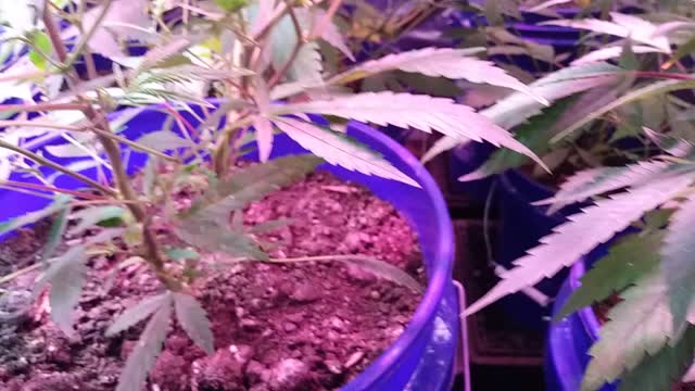 Inside the tent #9