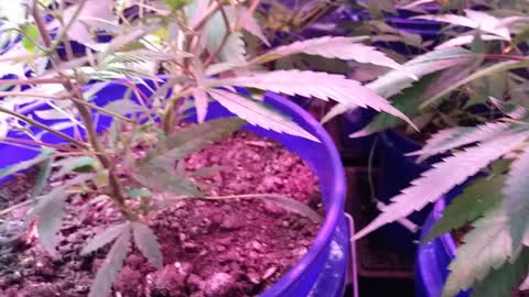 Inside the tent #9