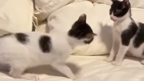 Cat fight compilation funny