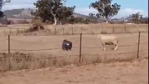 The Bucket With Fighting Skills