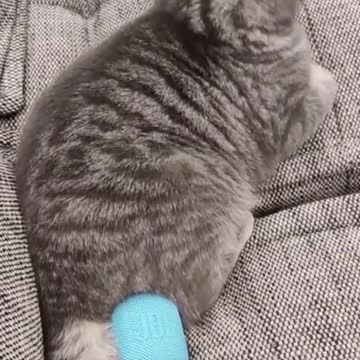 ##ECO SOUND FROM CAT ##@@*