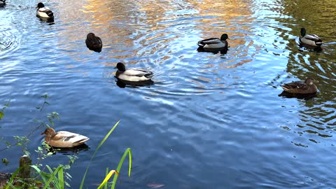 Ducks Swimming on a Lake