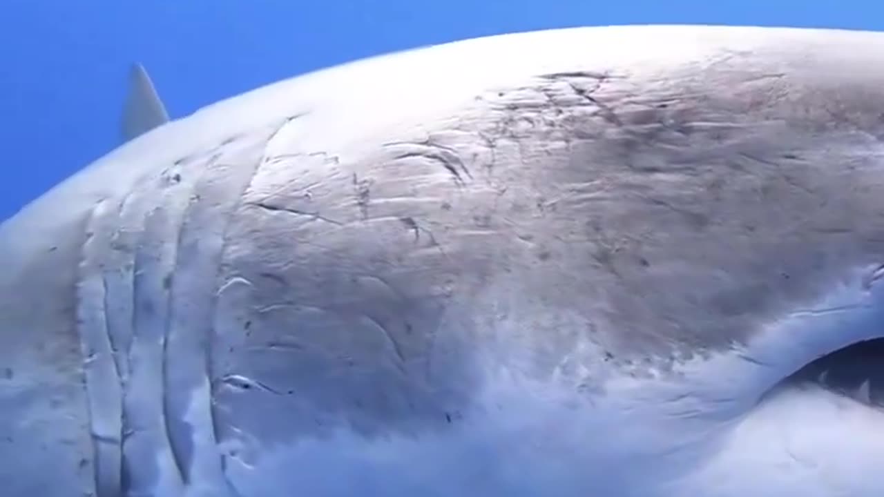 Can someone explain how a great white gets all those battle scars? What is it battling with?