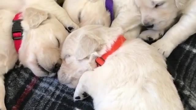 chwarm von Golden Retriever Welpens