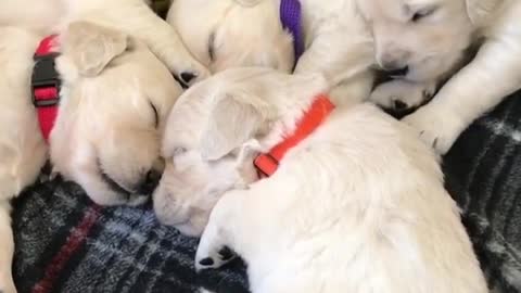 chwarm von Golden Retriever Welpens