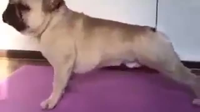 Funny Pug Doing Yoga Training