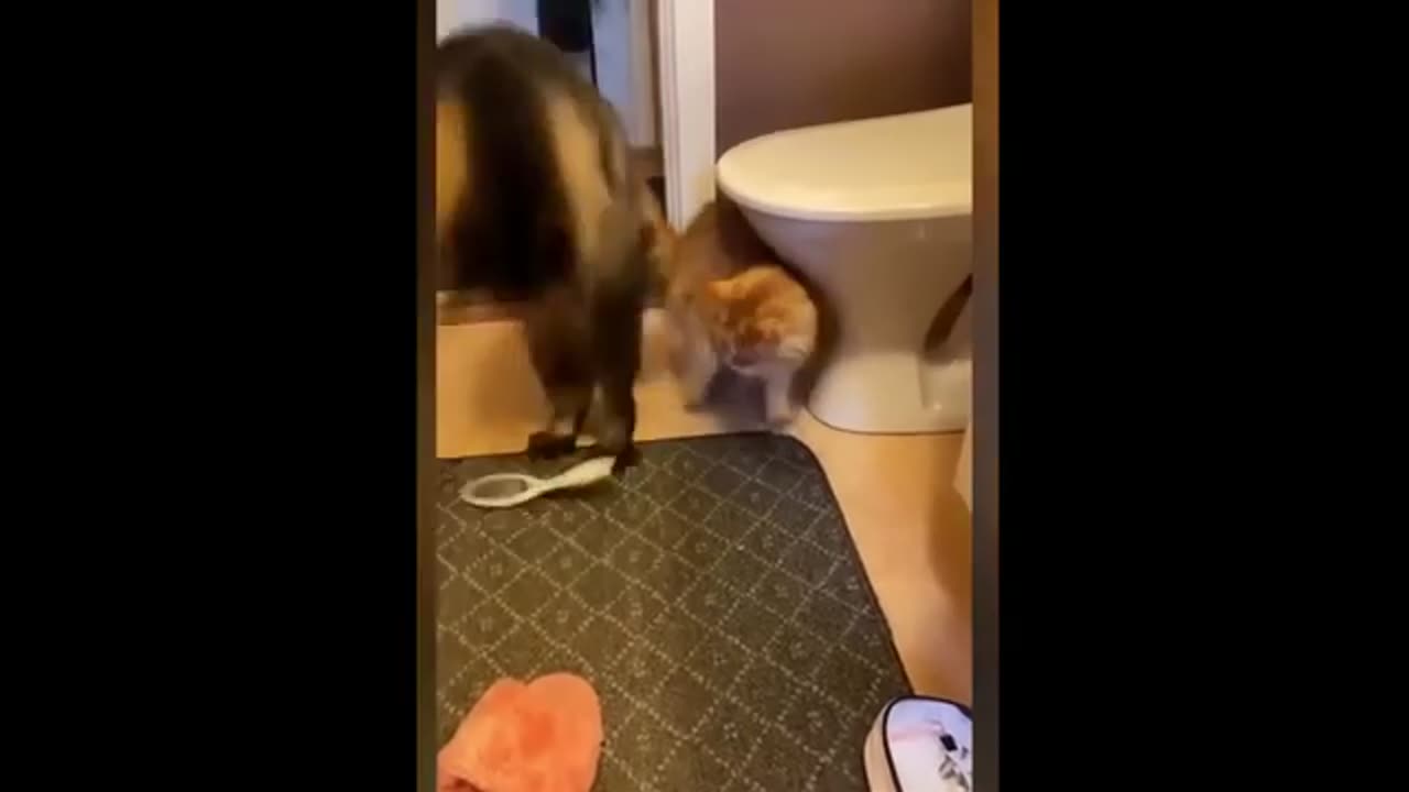 Funny Cats