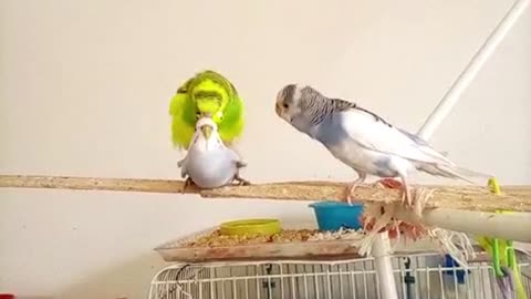 Jealous Female Budgie