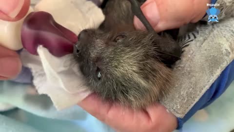 Baby flying-foxes in care Hopscotch and Blondie on the clothes line