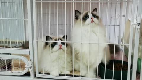 ragdoll cat