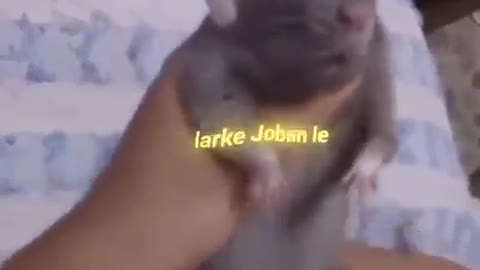 Funny cat dancing video