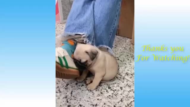 Cute_Pets_And_Funny_Animals_Compilation_ _-_Pets_Garden