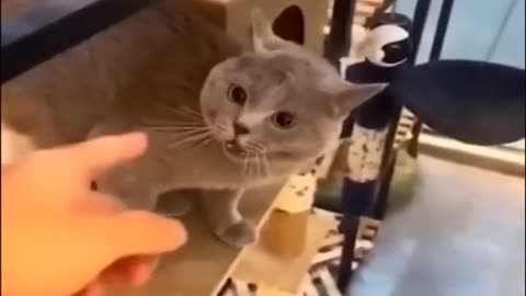 2023 Funniest Cats and Dogs | Funny Animal Videos l