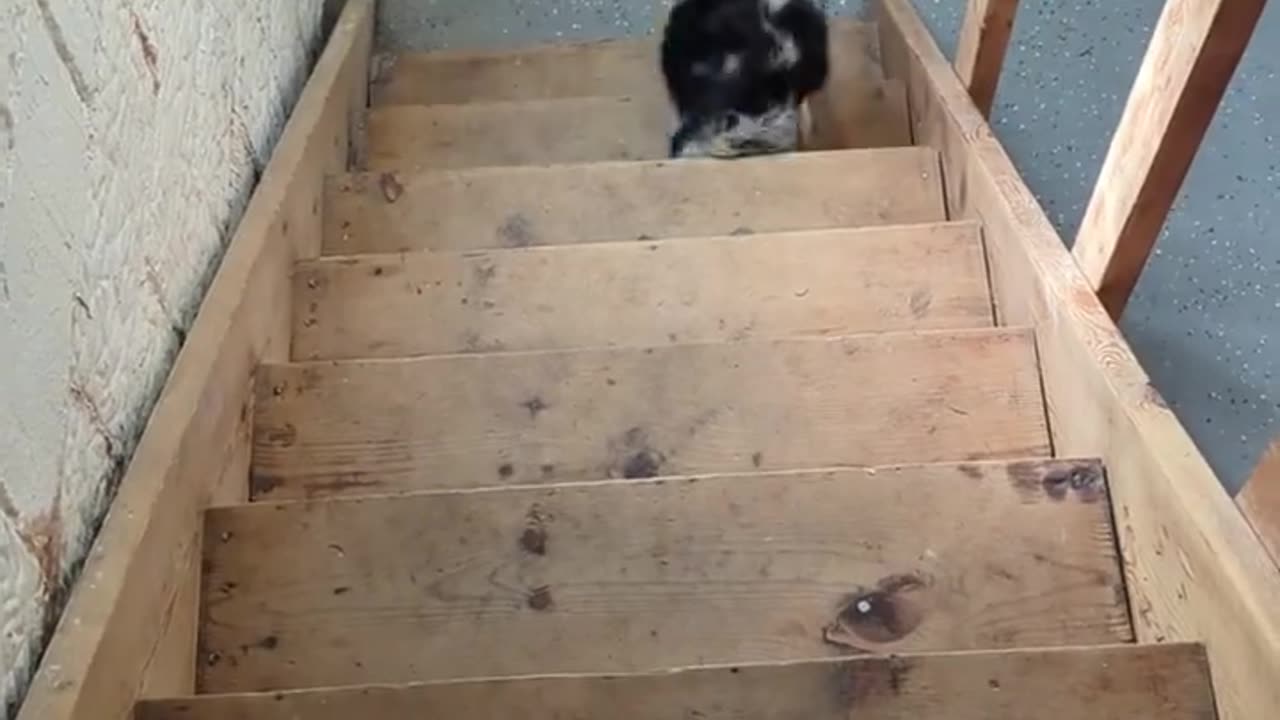 puppy climbing stairs