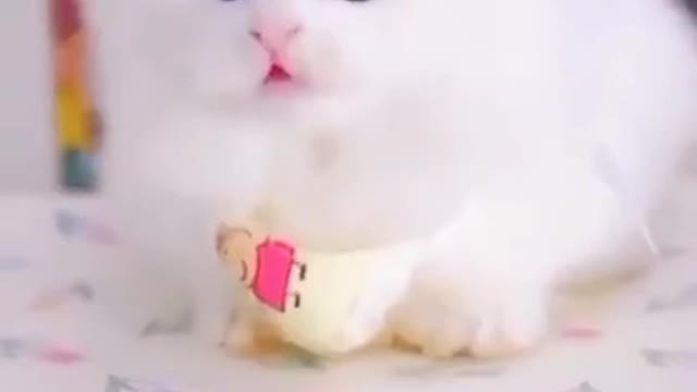 White kitty cute