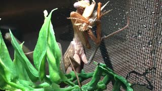 Mantis Munch