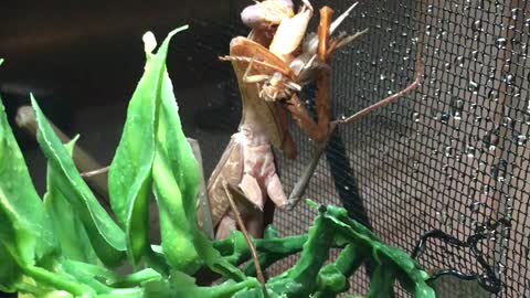 Mantis Munch