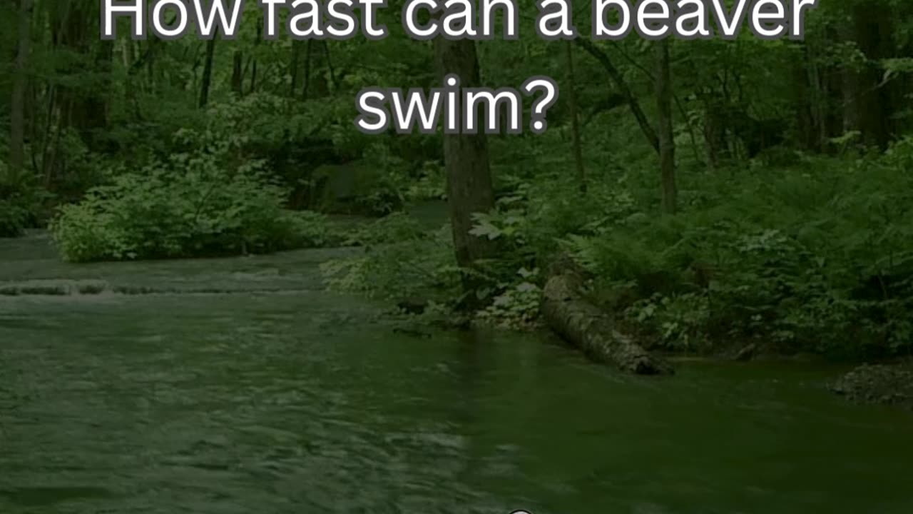 Beaver Fact 5 - How fast can a beaver swim?