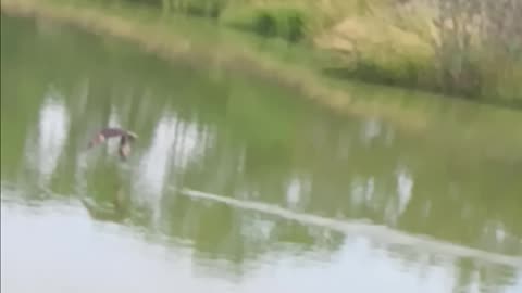 Osprey diving.