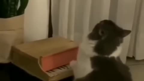 Piano🎹🎹