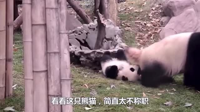 cute panda