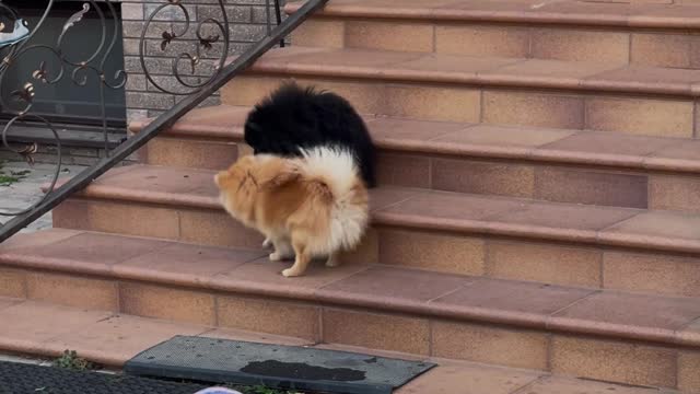The two cutest dogs I've ever seen 🐕 😍 🥰