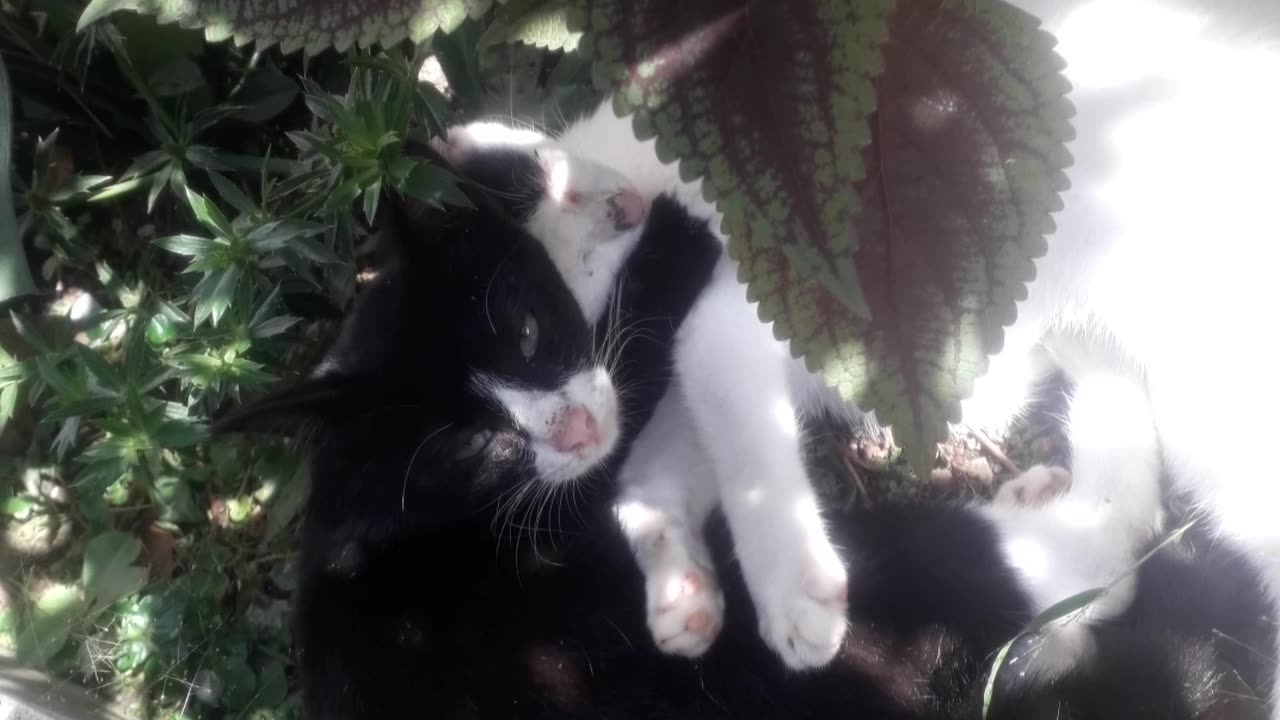 My cat hugh eachother