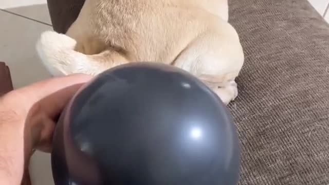 Dog fills balloon with fart prank