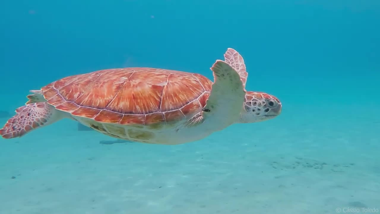 Relax Minute - Sea Turtle and Relaxing Music