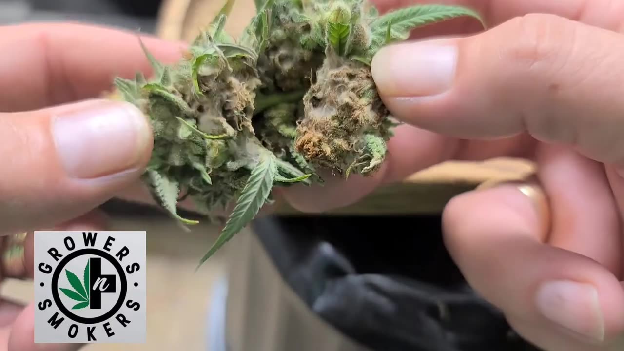 The Shed Grow Sessions: Tackling Bud Rot - What You Need to Know