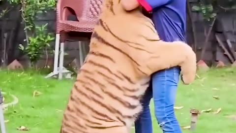 Quando Seu Pet é Um Tigre