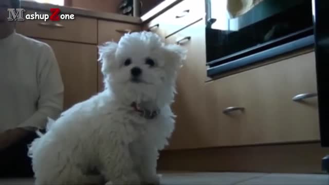 Funny puppy's and cute puppy's compilation videos [best of]