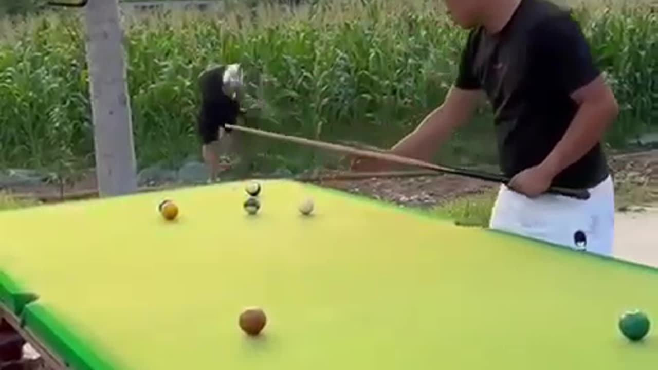 FUNNY VIDEO