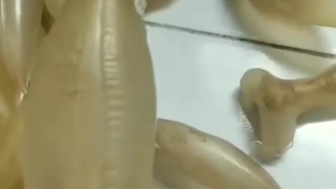 This is a beautiful and charming water-dwelling species