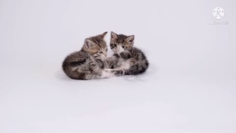 Two small kittens playing together.