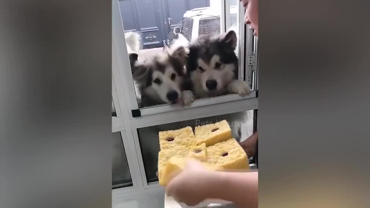 Dog Reaction to Cutting Cakes 🤣🤣🤣🤣🤣🤣