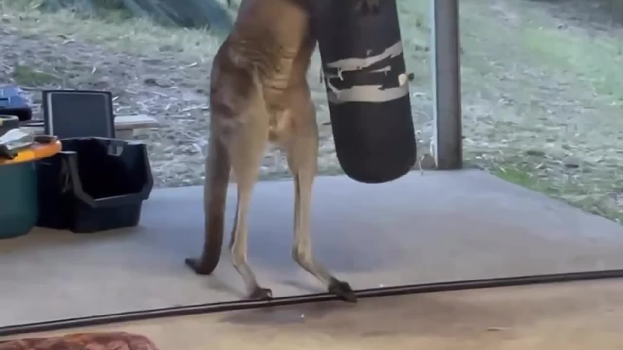 Just a kangaroo training for upcoming fight 😂