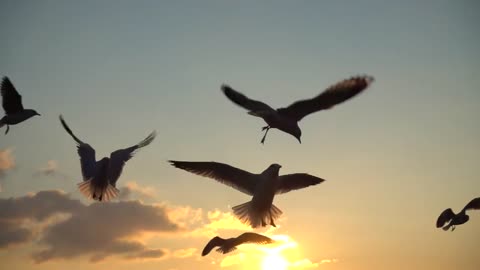 Beautiful_Flying_Birds