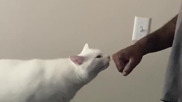 Fist bump cat