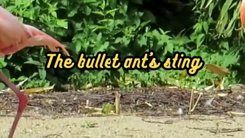 Animal Facts Bullet Ant Sting #shorts