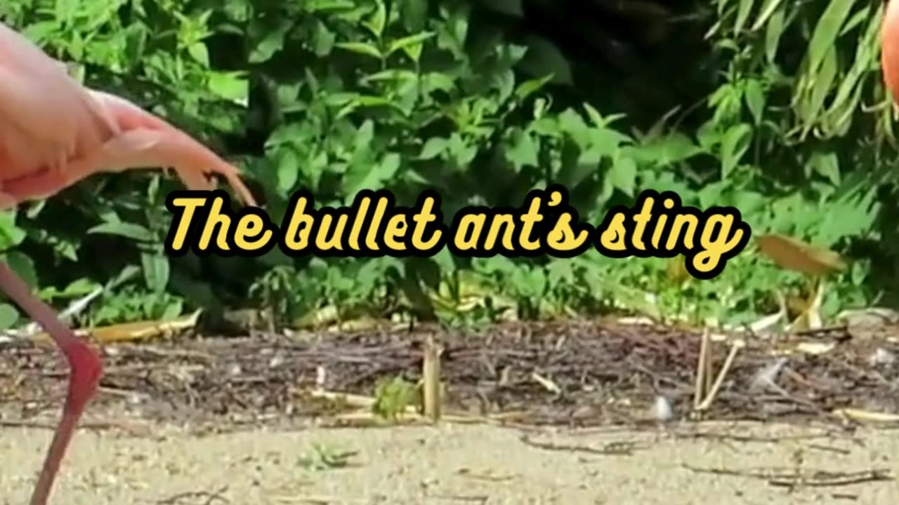 Animal Facts Bullet Ant Sting #shorts