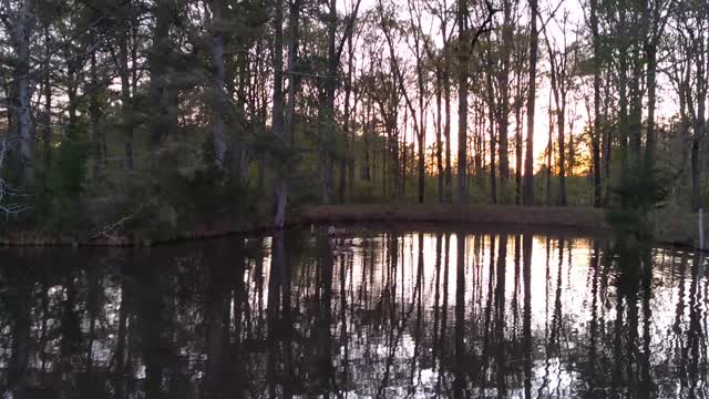 Wild geese in pond