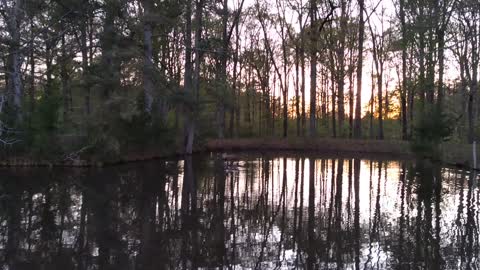 Wild geese in pond