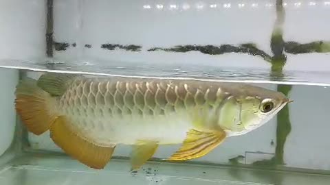 fish