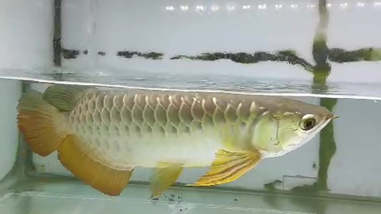 fish